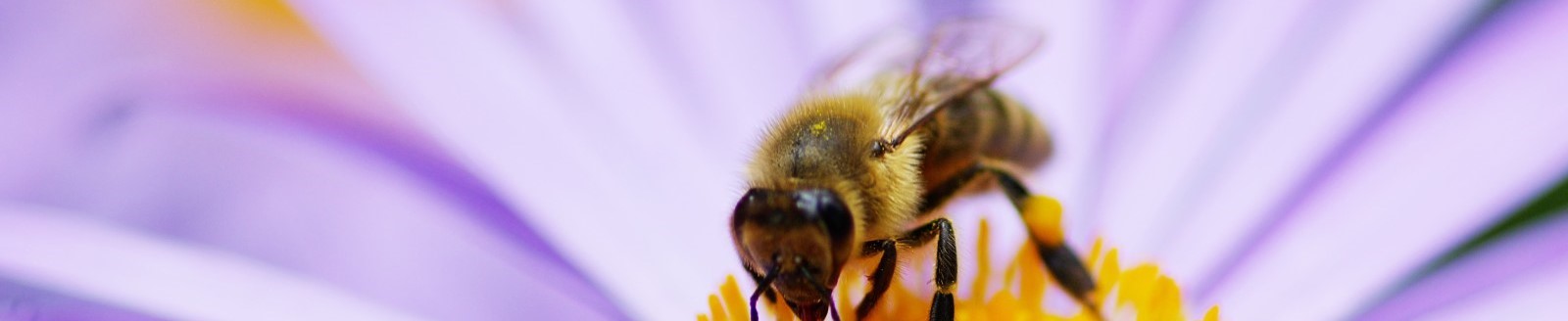 Willkommen auf BIENENVITAL